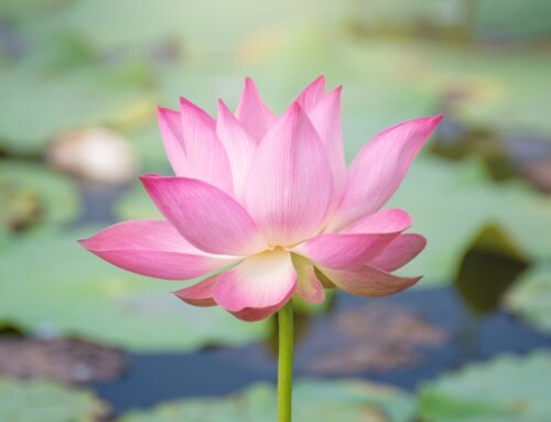 Mindfulness Techniques to Use During Your Massage