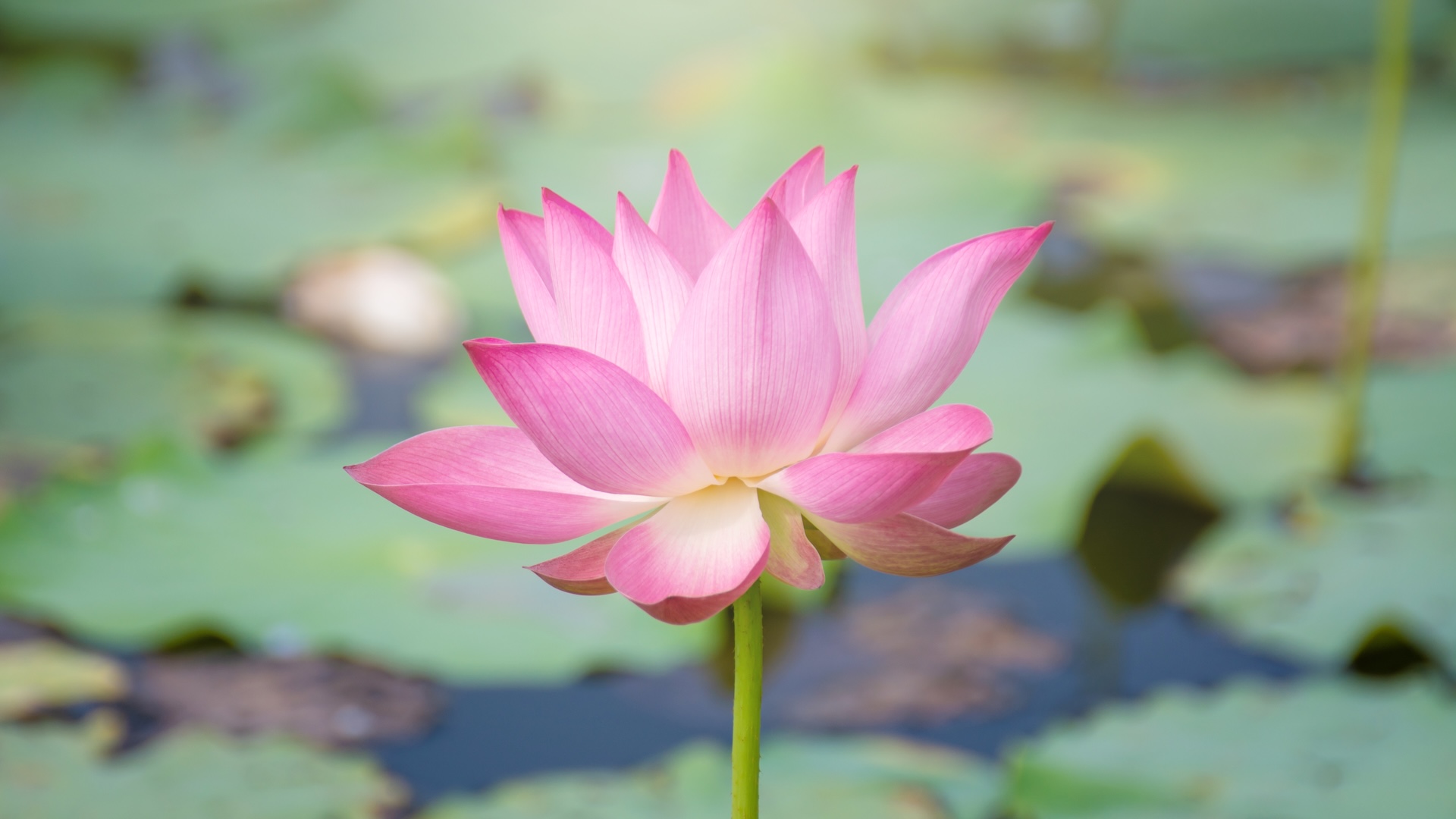 the Healing Spirit Wellness Spa - Mindfulness Techniques to Use During Your Massage