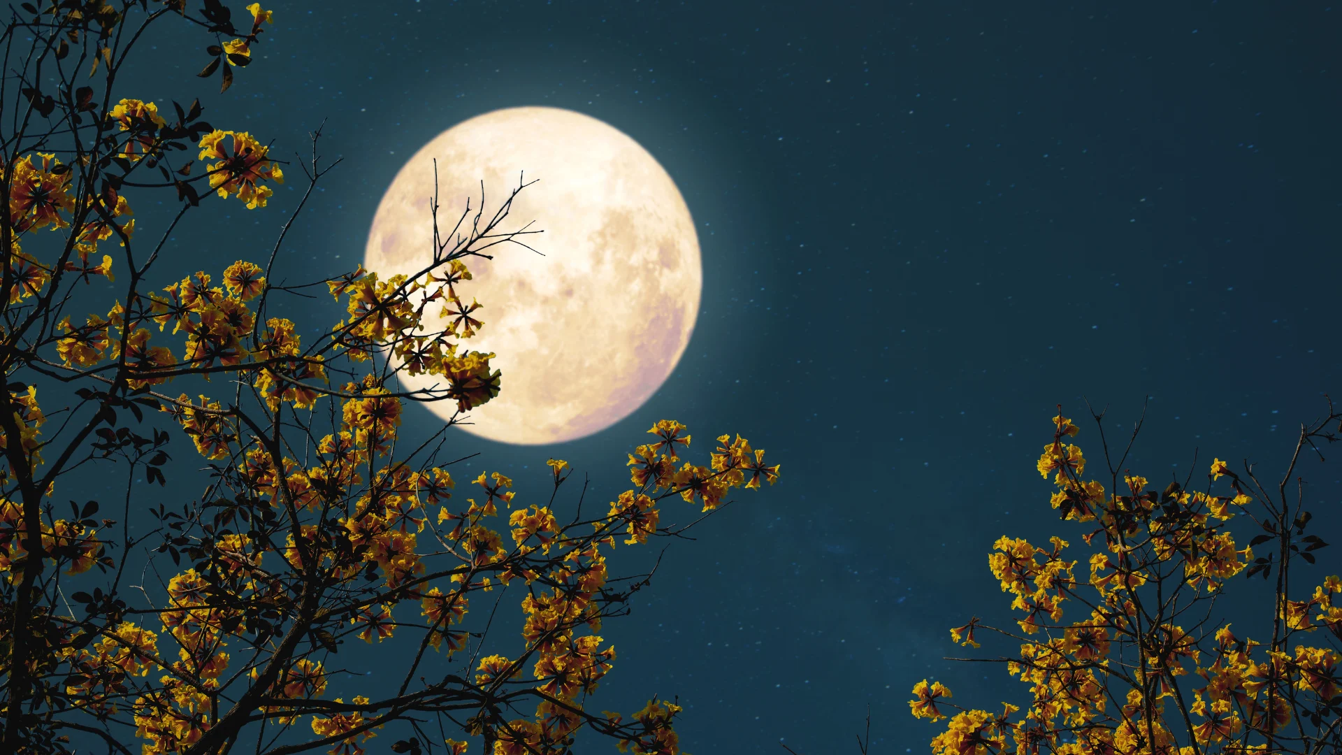 The Cold Supermoon Celebration with a Sacred Sage Tea Ceremony